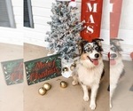 Small Photo #1 Australian Shepherd Puppy For Sale in SYLACAUGA, AL, USA