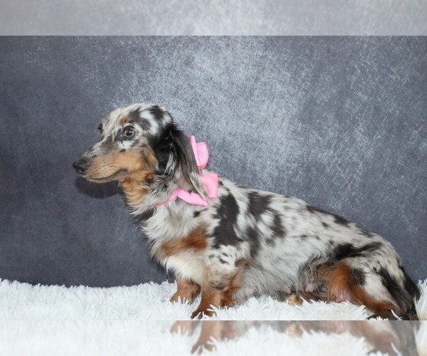 Medium Photo #1 Dachshund Puppy For Sale in INDEPENDENCE, IA, USA