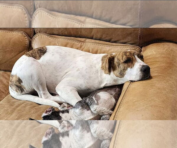 Medium Photo #15 Labrador Retriever-Unknown Mix Puppy For Sale in Rosenberg, TX, USA