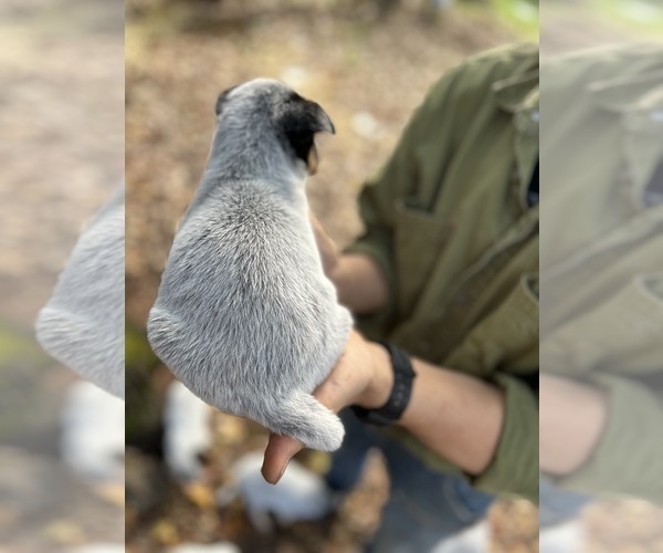 Medium Photo #6 Australian Cattle Dog Puppy For Sale in OREGON HOUSE, CA, USA
