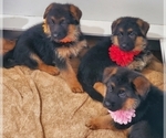 Small Photo #10 German Shepherd Dog Puppy For Sale in WHEELING, IL, USA