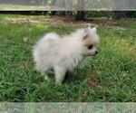 Small Photo #12 Pomeranian Puppy For Sale in DINWIDDIE, VA, USA