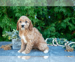 Small #1 Cavapoo