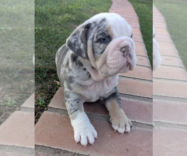 Medium Photo #2 English Bulldog Puppy For Sale in RIVERSIDE, CA, USA