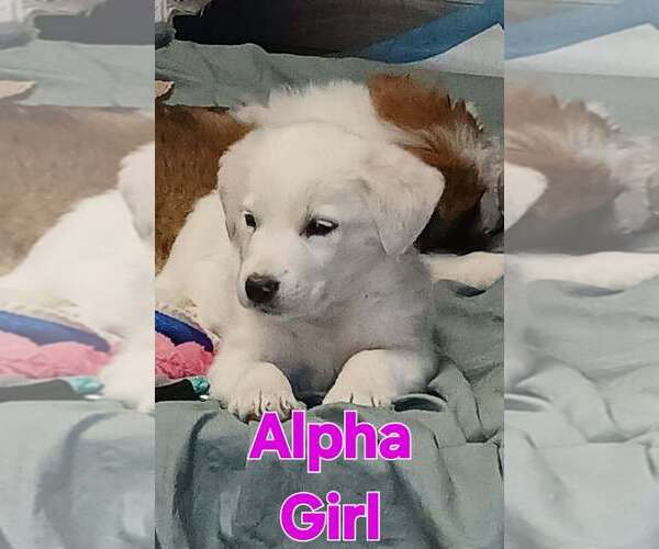 Medium Photo #1 Aussie Pyrenees Puppy For Sale in Aurora, IN, USA