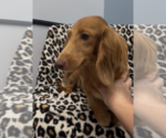 Small #1 Dachshund