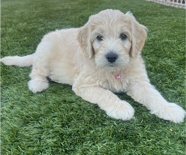 Medium Photo #17 Goldendoodle Puppy For Sale in PHOENIX, AZ, USA