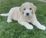 Small #16 Goldendoodle