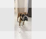 Small #2 Boxer