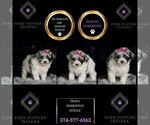 Puppy Prada Morkie