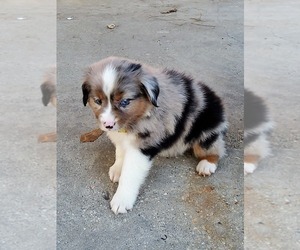Miniature Australian Shepherd Puppy for sale in POPLARVILLE, MS, USA