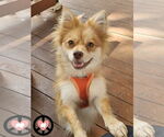 Small Pomeranian
