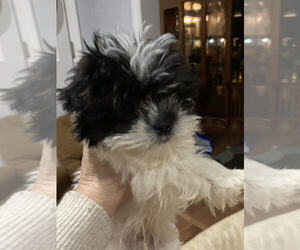 ShihPoo Puppy for sale in MOUNT CLEMENS, MI, USA