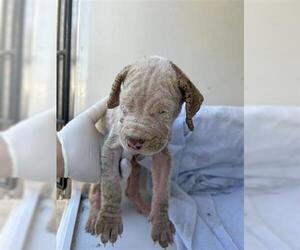 American Bulldog-Unknown Mix Dogs for adoption in Houston, TX, USA