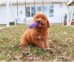 Small #13 Goldendoodle
