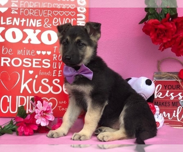 Medium Photo #5 German Shepherd Dog Puppy For Sale in CLAY, PA, USA