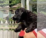 Small Photo #11 Goldendoodle Puppy For Sale in SAVANNA, IL, USA