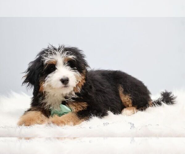 Medium Photo #3 Bernedoodle (Miniature) Puppy For Sale in LIVINGSTON, WI, USA