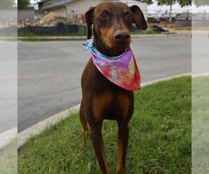 Doberman Pinscher Dogs for adoption in San Antonio, TX, USA
