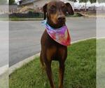 Small Doberman Pinscher