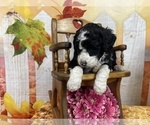 Small Photo #29 Aussiedoodle Puppy For Sale in COMMERCE, MI, USA