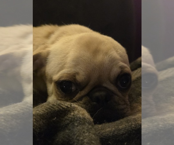 Medium Photo #1 Pug Puppy For Sale in HILLSDALE, MI, USA