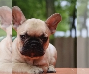 French Bulldog Puppy for sale in STATEN ISLAND, NY, USA