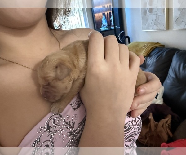 Medium Photo #6 Golden Retriever-Red Heeler Mix Puppy For Sale in DEERFIELD BEACH, FL, USA