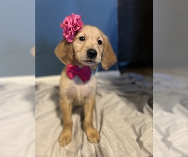 Medium Photo #8 Golden Retriever Puppy For Sale in KENNER, LA, USA