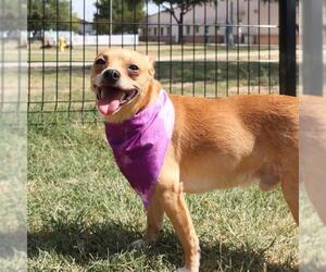 Chihuahua-Unknown Mix Dogs for adoption in San Antonio, TX, USA