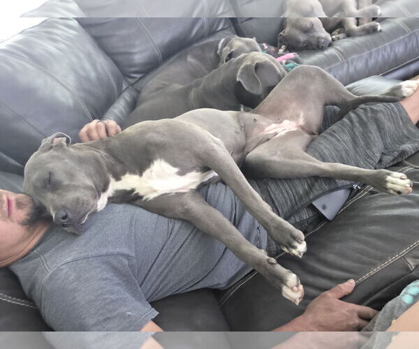 Medium Photo #2 American Pit Bull Terrier Puppy For Sale in MIDWAY, UT, USA