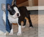 Small Photo #24 Boston Terrier Puppy For Sale in WINNSBORO, TX, USA