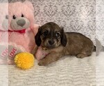 Small Photo #3 Dachshund Puppy For Sale in BUCHANAN, GA, USA