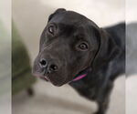 Small #25 American Pit Bull Terrier Mix