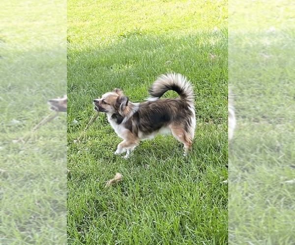 Medium Photo #1 Chihuahua Puppy For Sale in TWINING, MI, USA