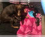Small Photo #5 Doberman Pinscher Puppy For Sale in MOUNT STERLING, OH, USA