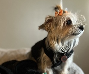 Mother of the Maltese-Morkie Mix puppies born on 08/11/2025