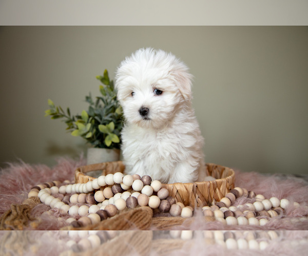Medium Photo #7 Maltese Puppy For Sale in DUNDEE, OH, USA