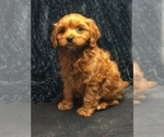 Small Photo #5 Cavapoo Puppy For Sale in BOWLING GREEN, KY, USA