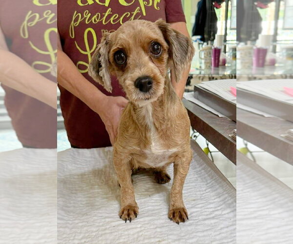 Medium Photo #1 Havanese Puppy For Sale in Benton, LA, USA