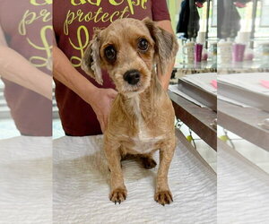 Havanese Dogs for adoption in Benton, LA, USA