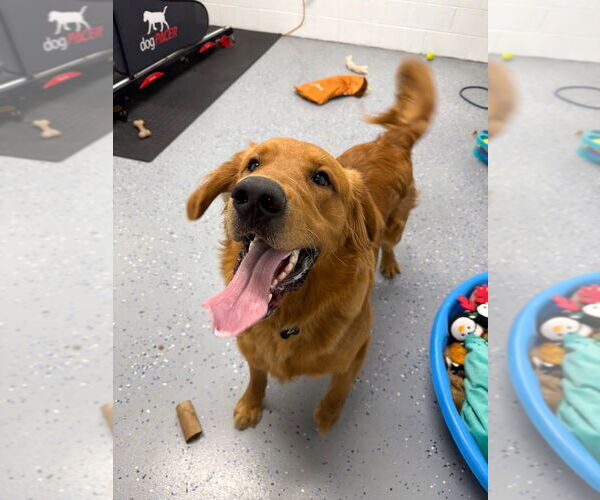 Medium Photo #3 Golden Retriever Puppy For Sale in Pierceton , IN, USA