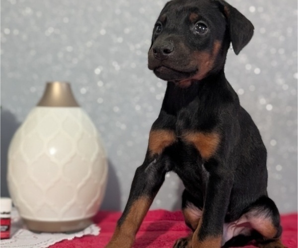 Medium Photo #8 Doberman Pinscher Puppy For Sale in GOSHEN, IN, USA