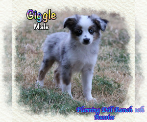 Miniature Australian Shepherd Puppy for sale in FORESTBURG, TX, USA