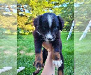 Miniature Australian Shepherd Puppy for sale in PLAINFIELD, IN, USA