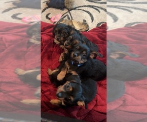 Dorkie Puppy for sale in LOVELAND, CO, USA