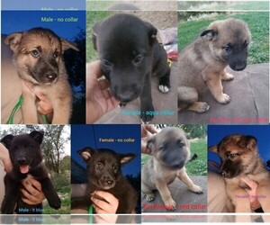 German Shepherd Dog-Norwegian Elkhound Mix Dogs for adoption in BRIGHAM CITY, UT, USA