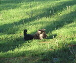 Small #2 Gerberian Shepsky