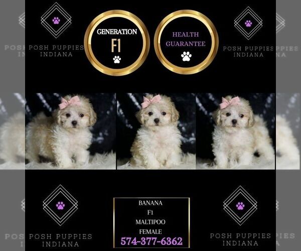 Medium Photo #2 Maltipoo Puppy For Sale in WARSAW, IN, USA