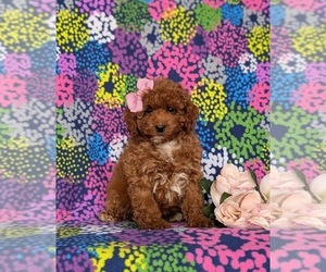 Goldendoodle (Miniature) Puppy for sale in COCHRANVILLE, PA, USA